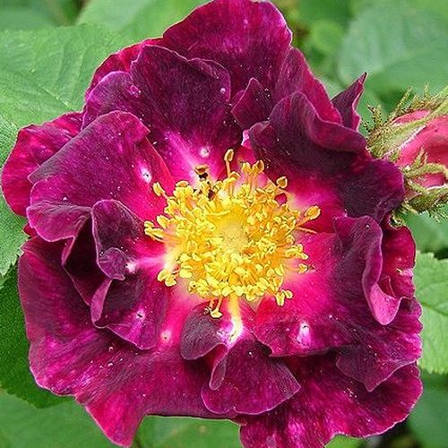 Vendita, rose rose galliche - porpora - Rosa Violacea - rosa intensamente profumata - - - I lunghi steli arcuati sono ricoperti da profondi fiori cremisi.